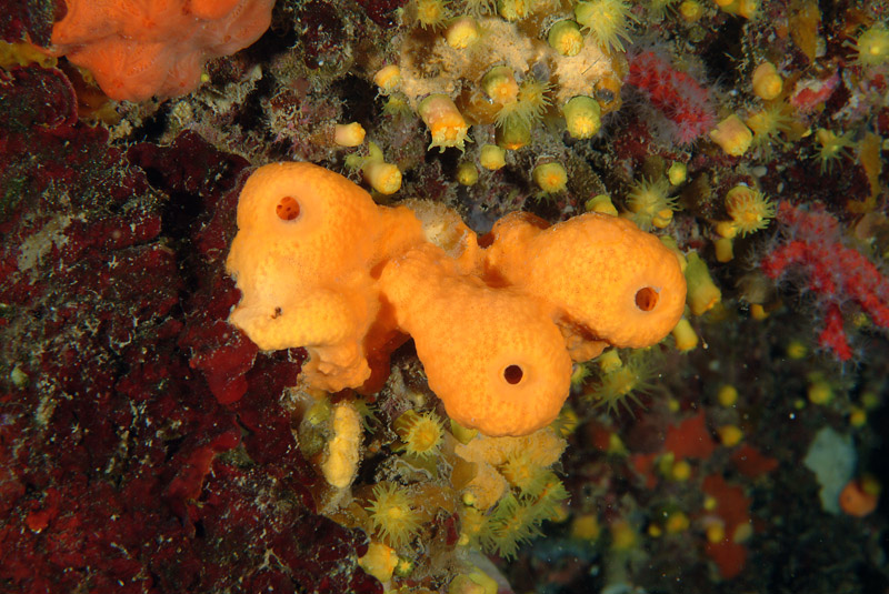 Tedania anhelans (Lieberkun, 1859) e Aplysina cavernicola